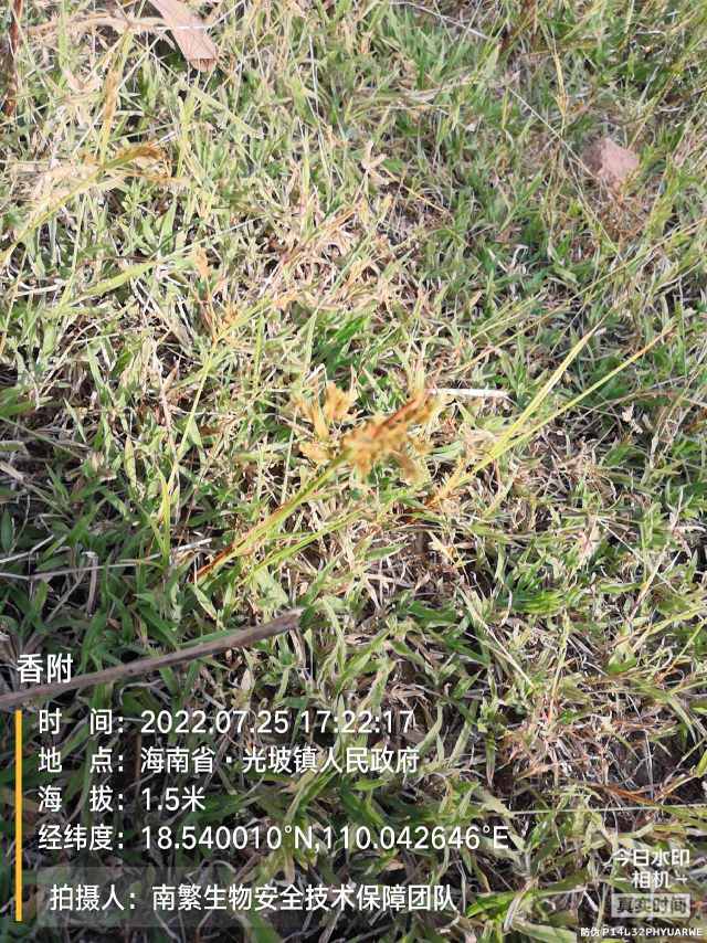 香附