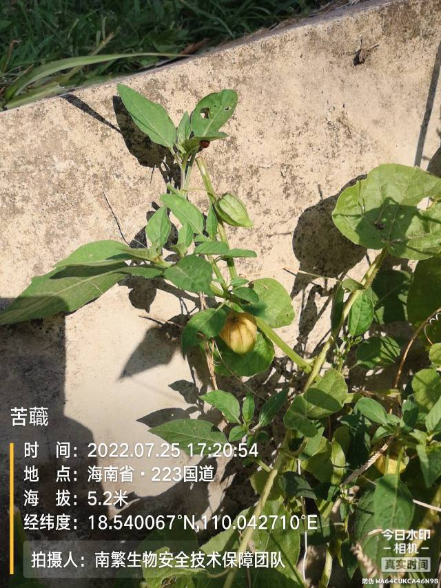 苦蘵