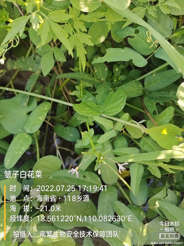 皱子白花菜