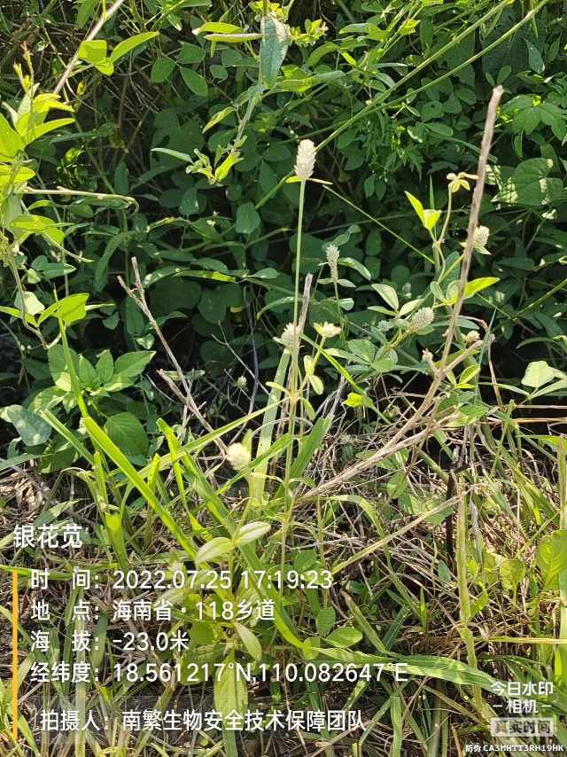 银花苋