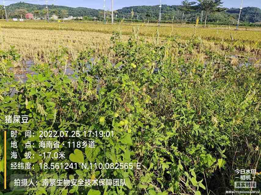 猪屎豆