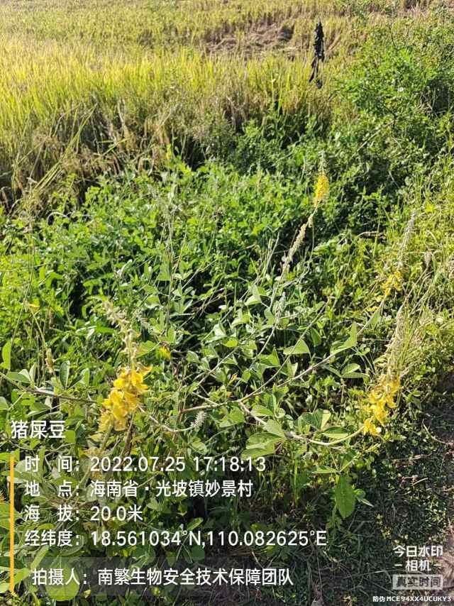 猪屎豆