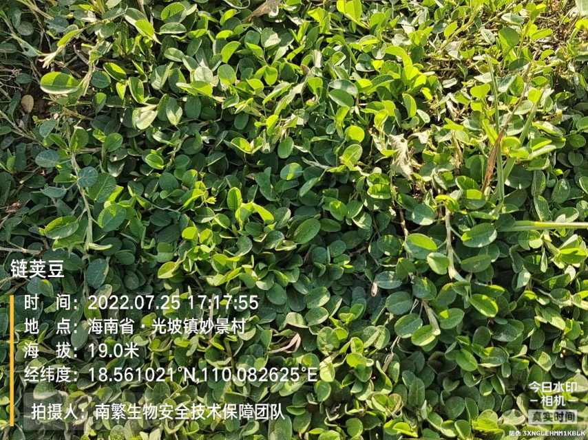链荚豆