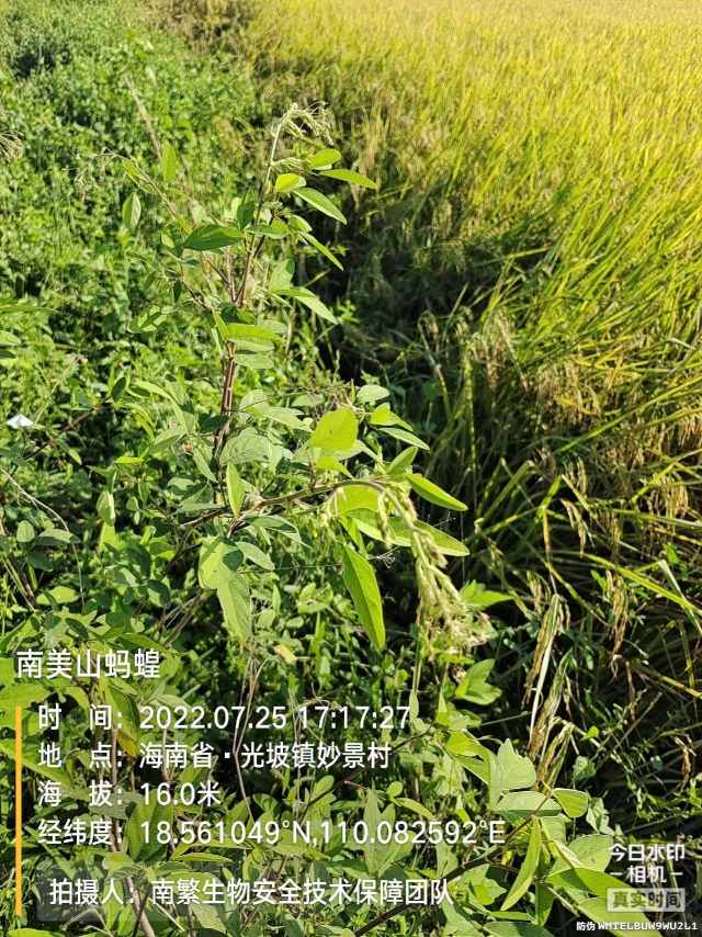 南美山蚂蝗