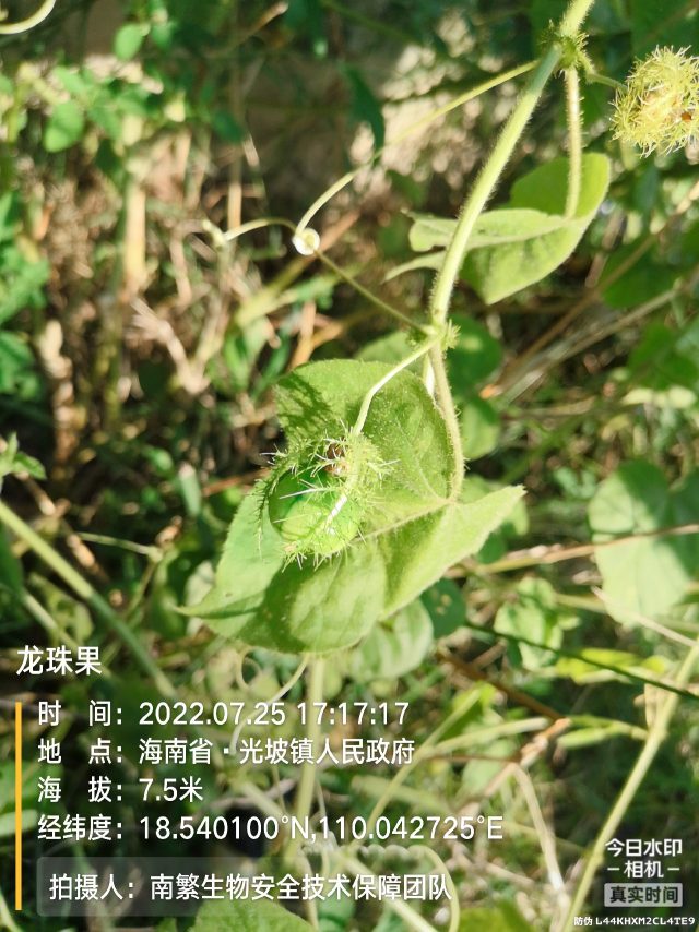 龙珠果