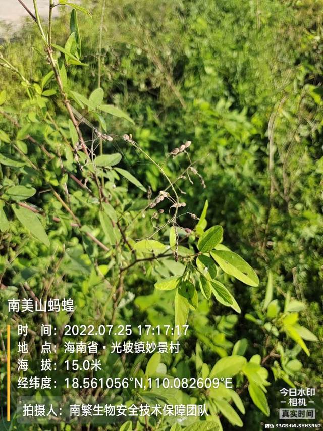 南美山蚂蝗