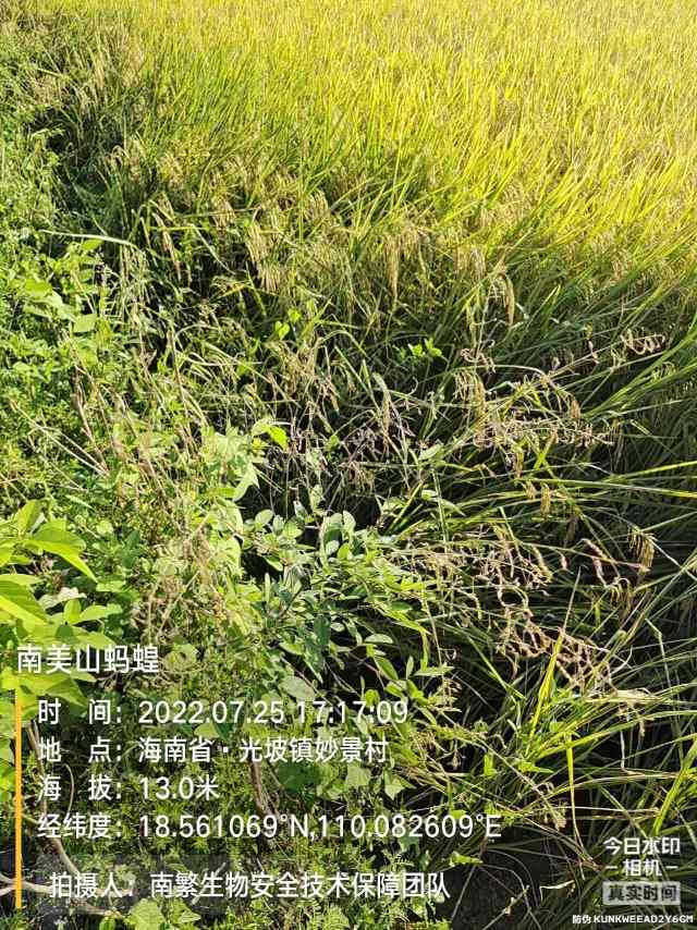 南美山蚂蝗