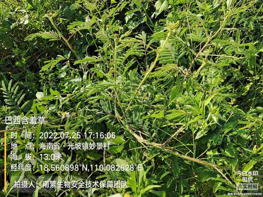 巴西含羞草