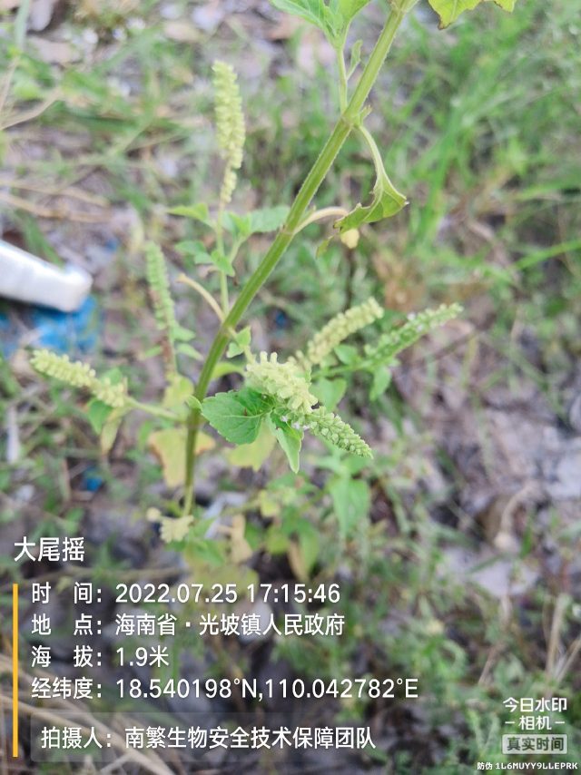 大尾摇