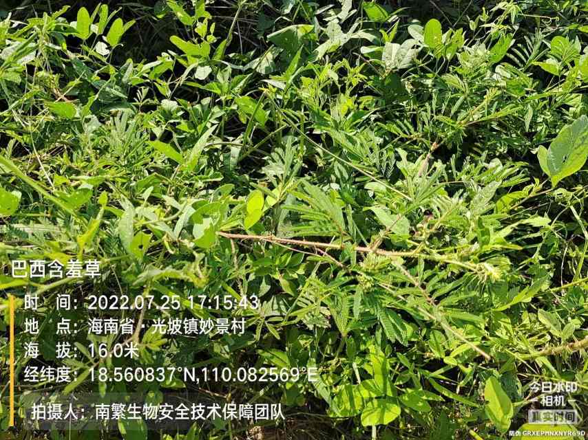 巴西含羞草