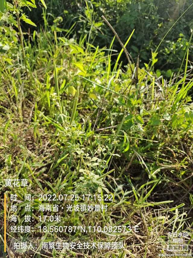 黄花草