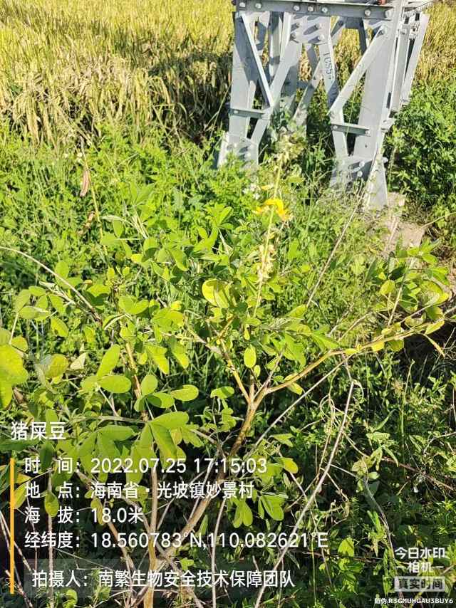 猪屎豆