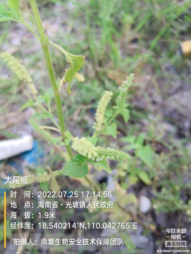 大尾摇