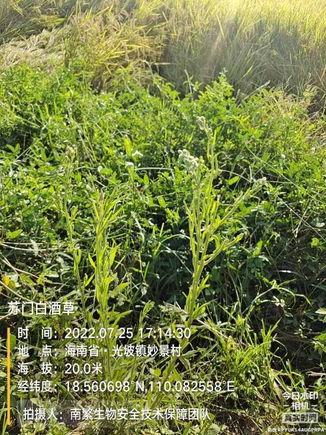 苏门白酒草