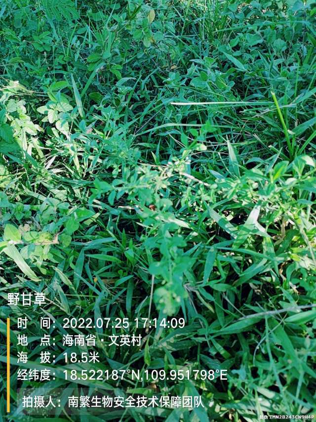 野甘草
