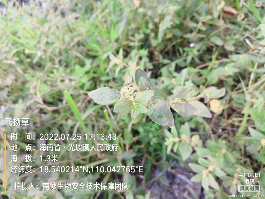 飞扬草