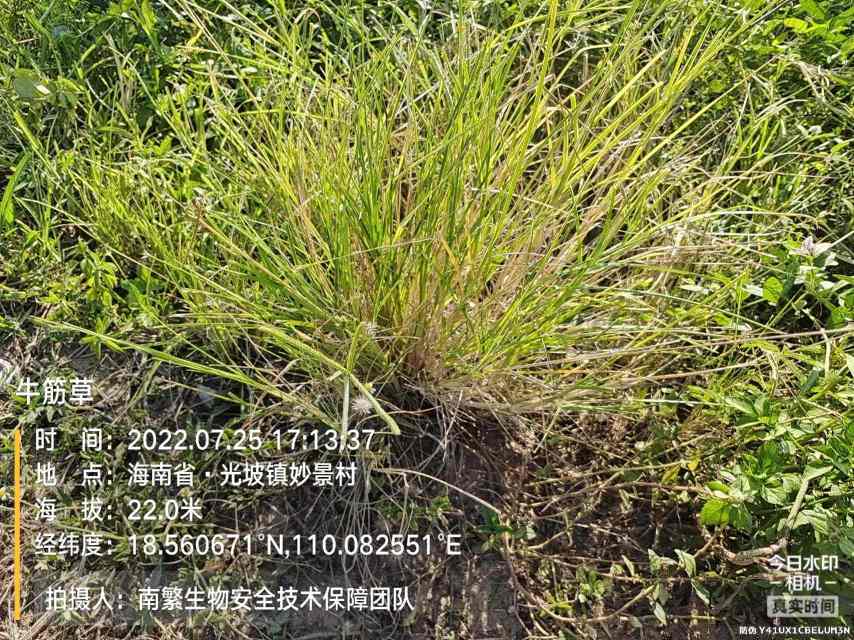 牛筋草