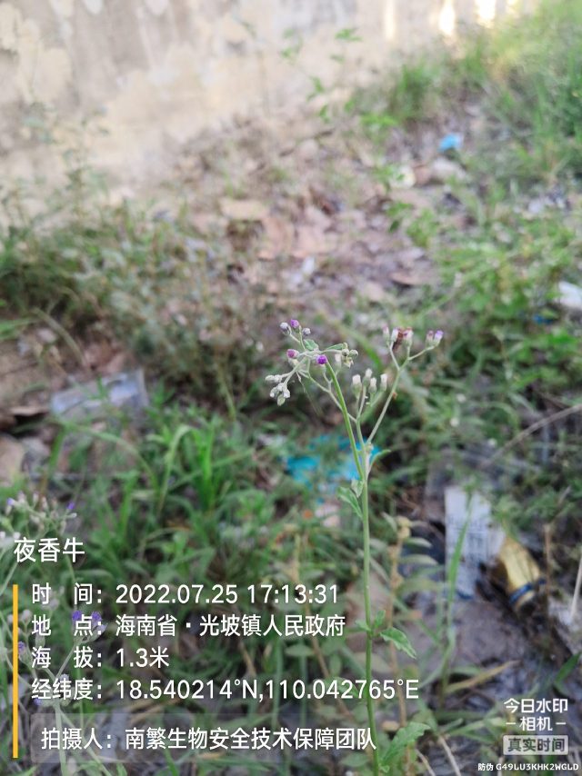 夜香牛