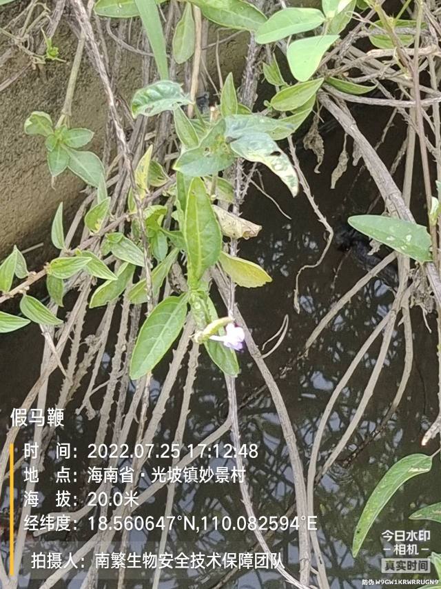 假马鞭