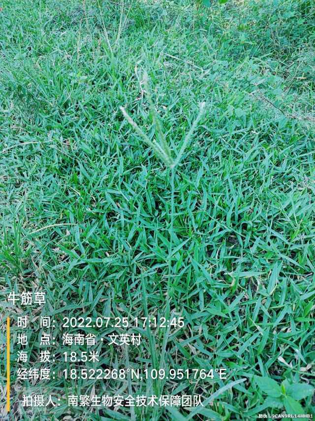 牛筋草