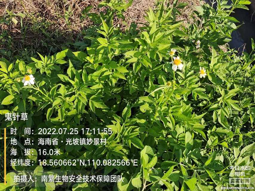 鬼针草