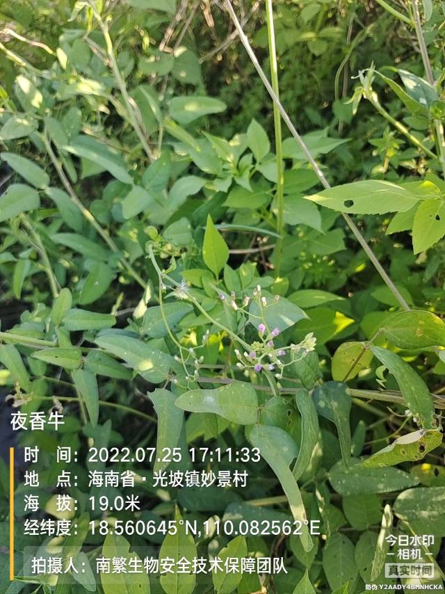 夜香牛