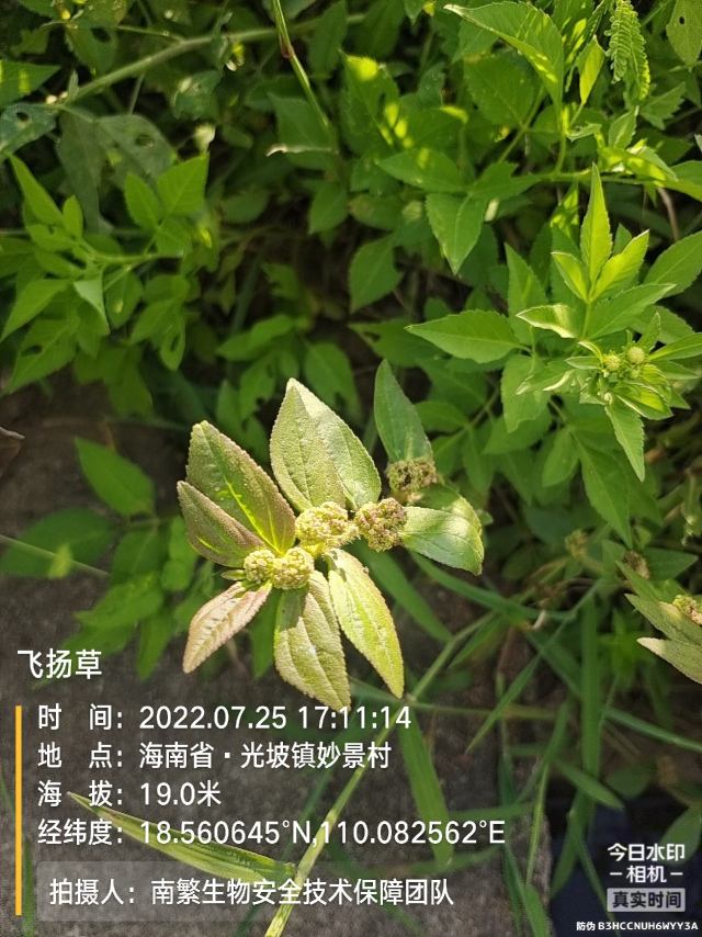 飞扬草