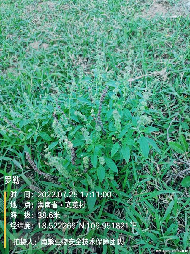 罗勒