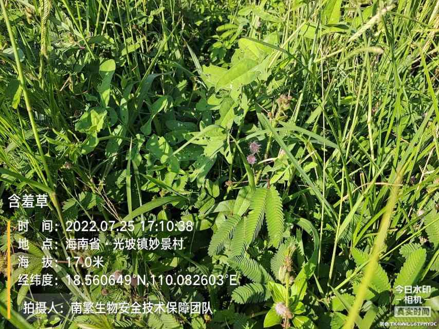 含羞草