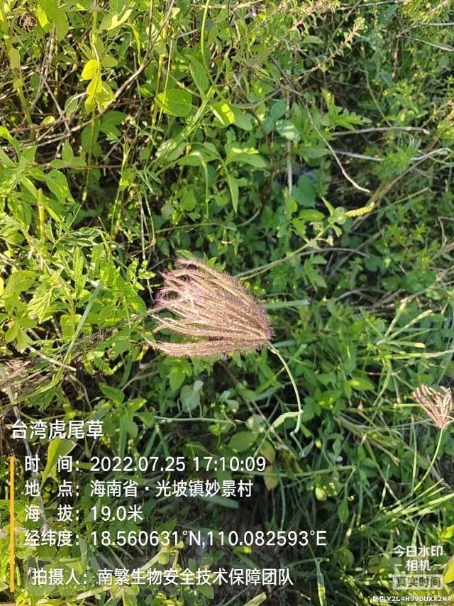 台湾虎尾草