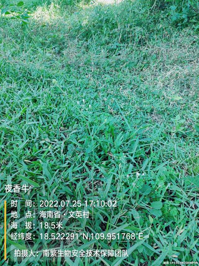 夜香牛