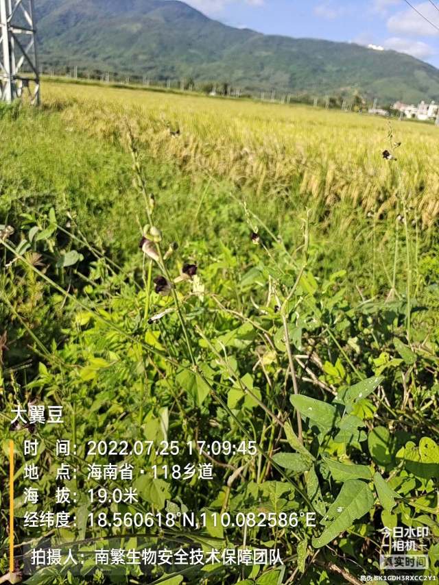 大翼豆
