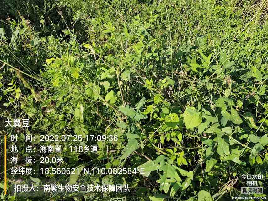 大翼豆