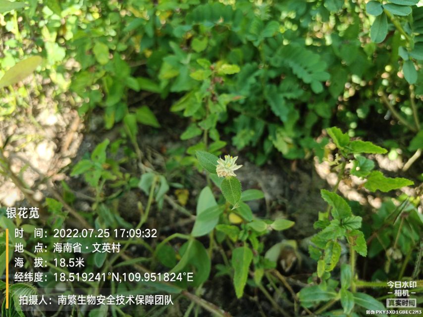 银花苋