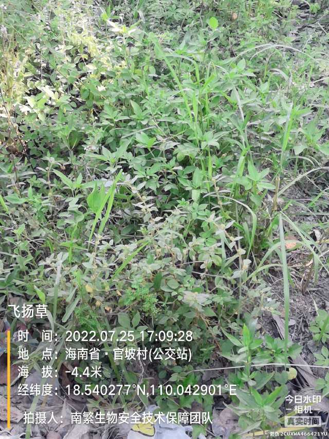 飞扬草