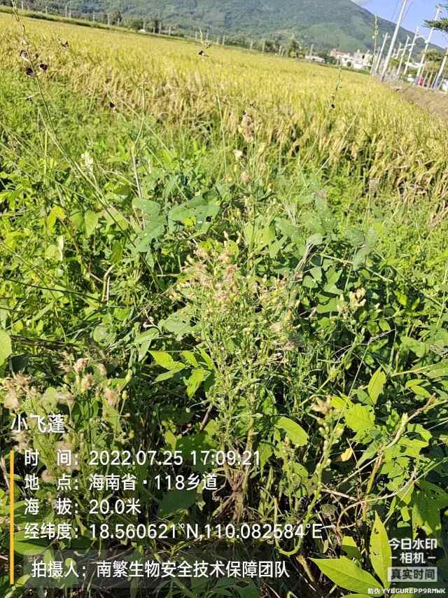 小飞蓬