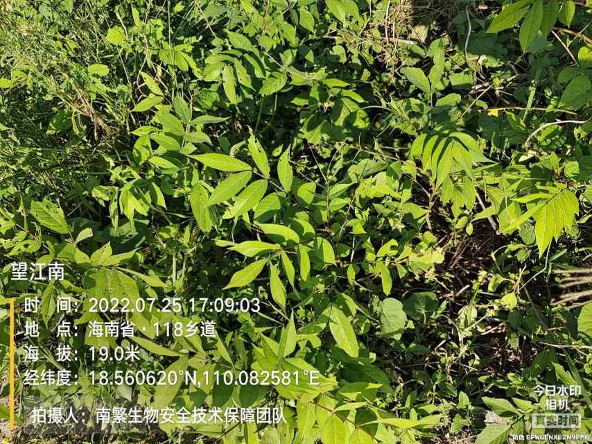 望江南