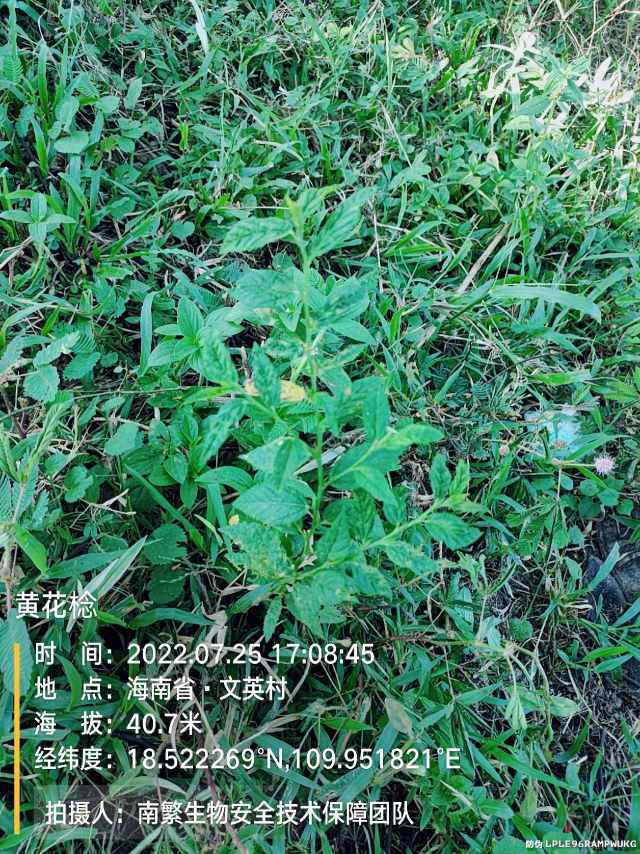 黄花棯
