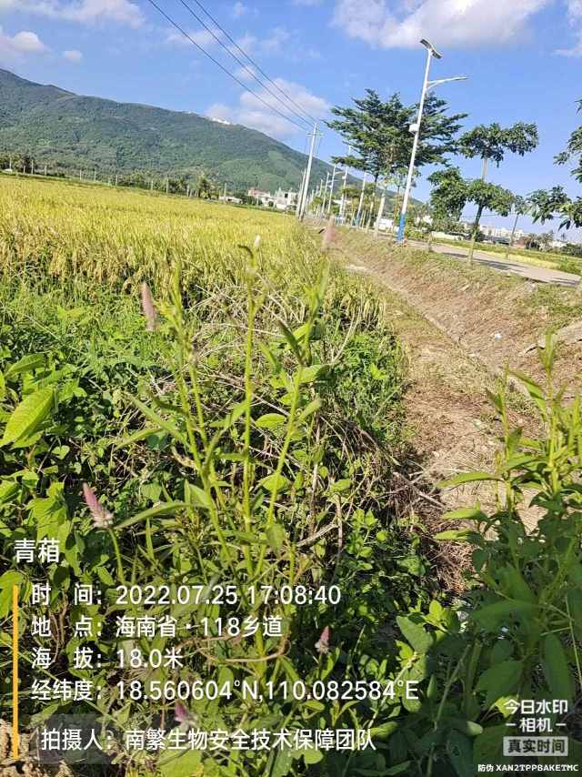 青葙