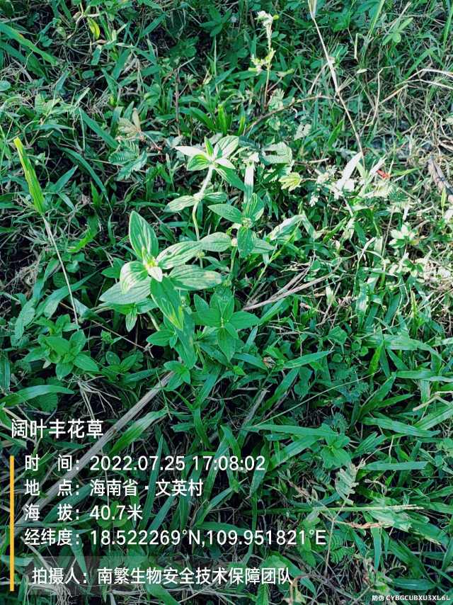 阔叶丰花草
