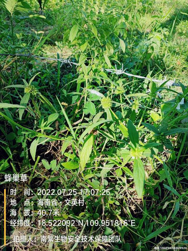 蜂巢草