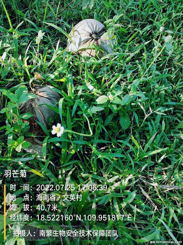 羽芒菊