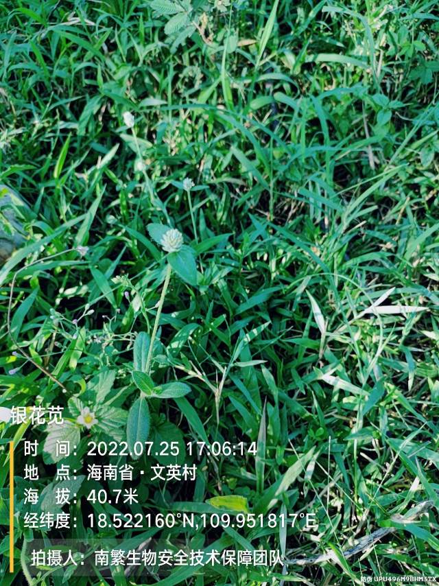 银花苋