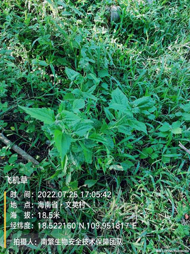 飞机草