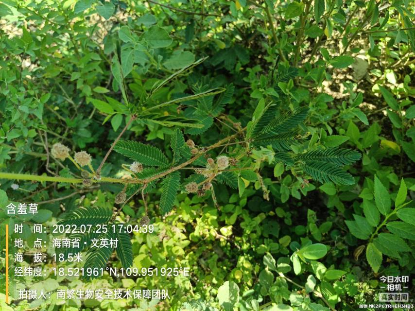 含羞草