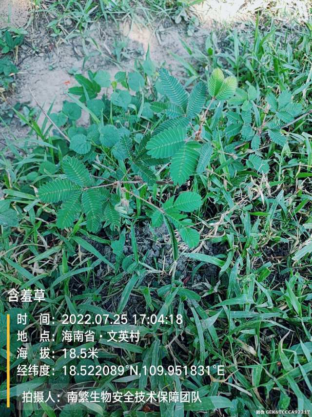 含羞草