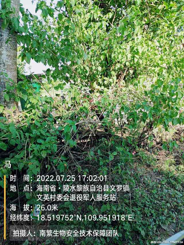 马