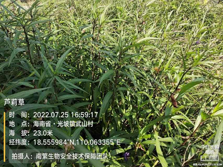 芦莉草