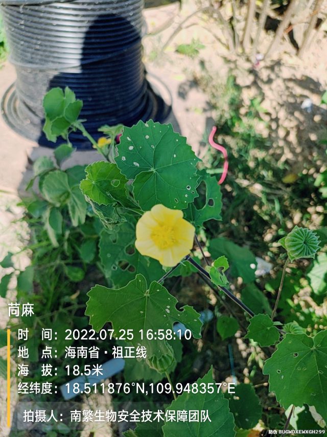 苘麻