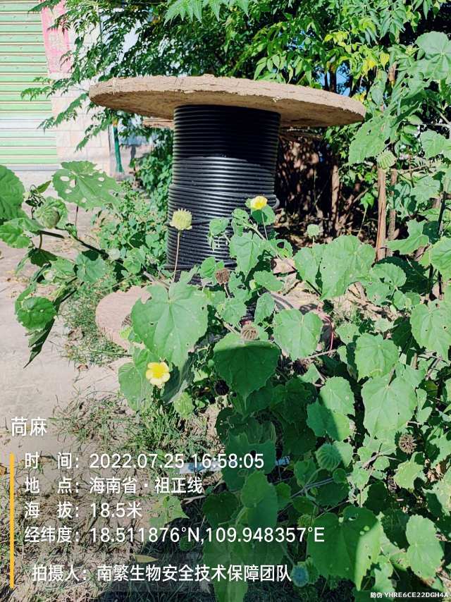 苘麻